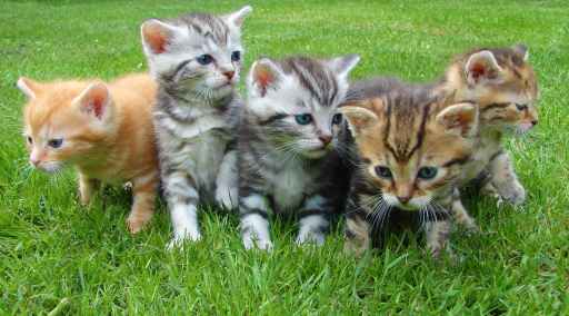 malha para gatos - Divertido Jogo em Forma S para Interação Gatos